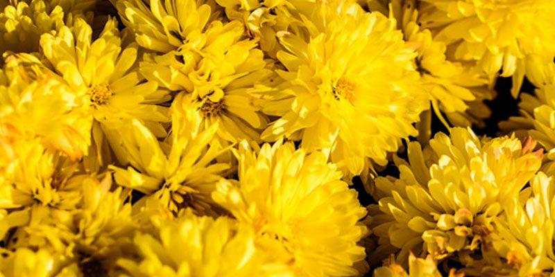 Couleur jaune en communication