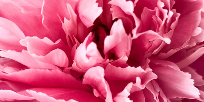 Couleur rose en communication